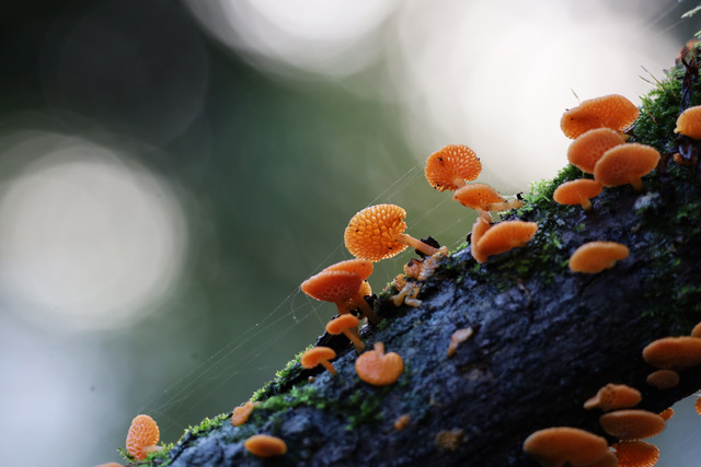 Equilibradores Ecológicos 2º lugar